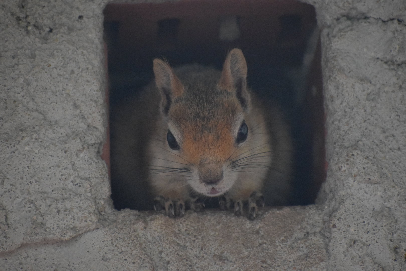 Caucasian squirrel - August 2023