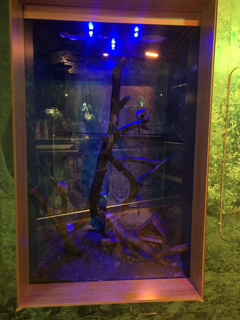 Caucasian squirrel enclosure at the Emaar aquarium