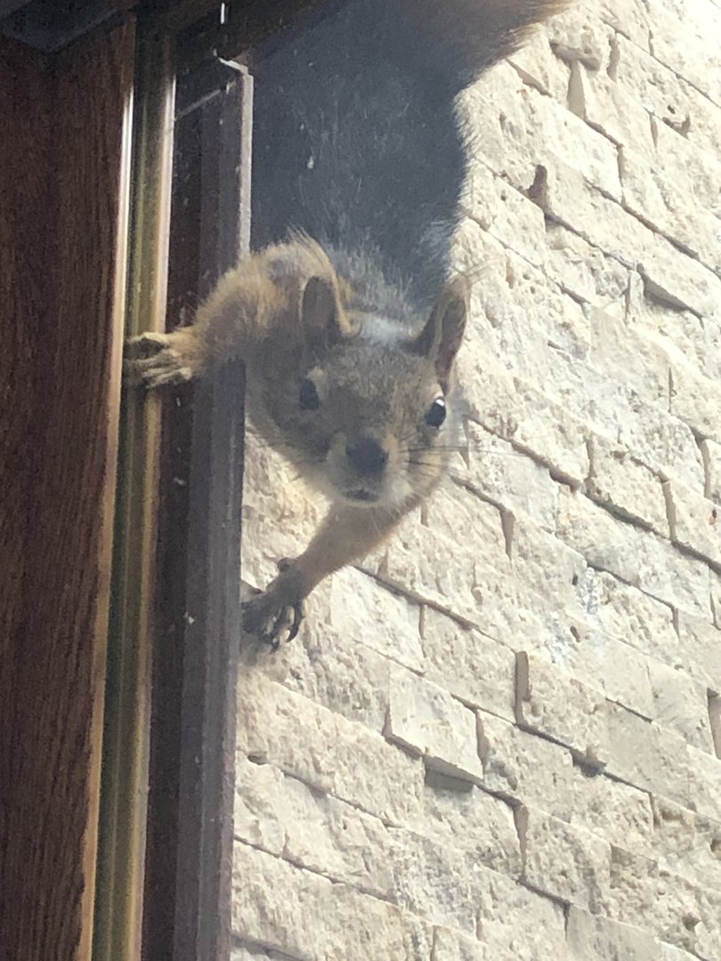 Caucasian squirrel from Karatay Muicipal zoo