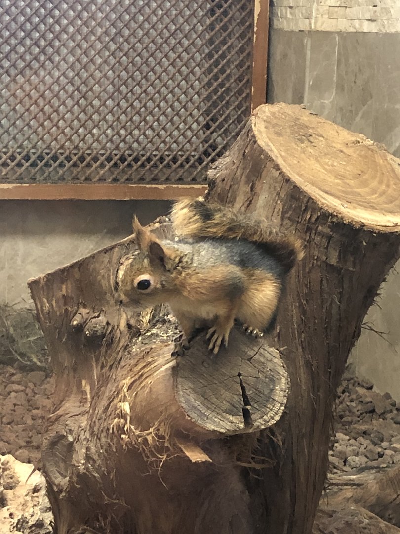 Caucasian squirrel from Karatay Municipal Zoo