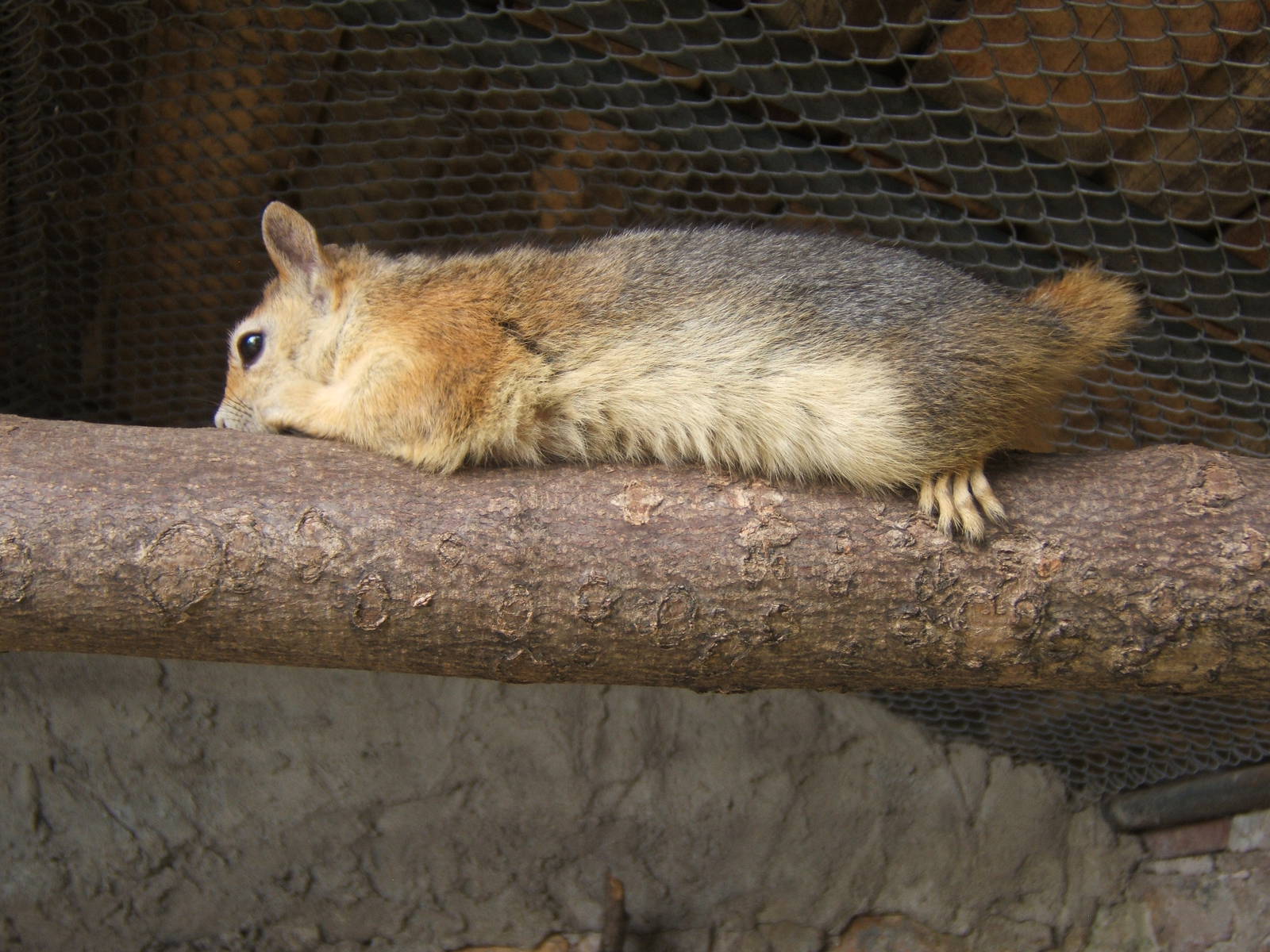 Caucasian Squirrel (Sciurus anomalus)