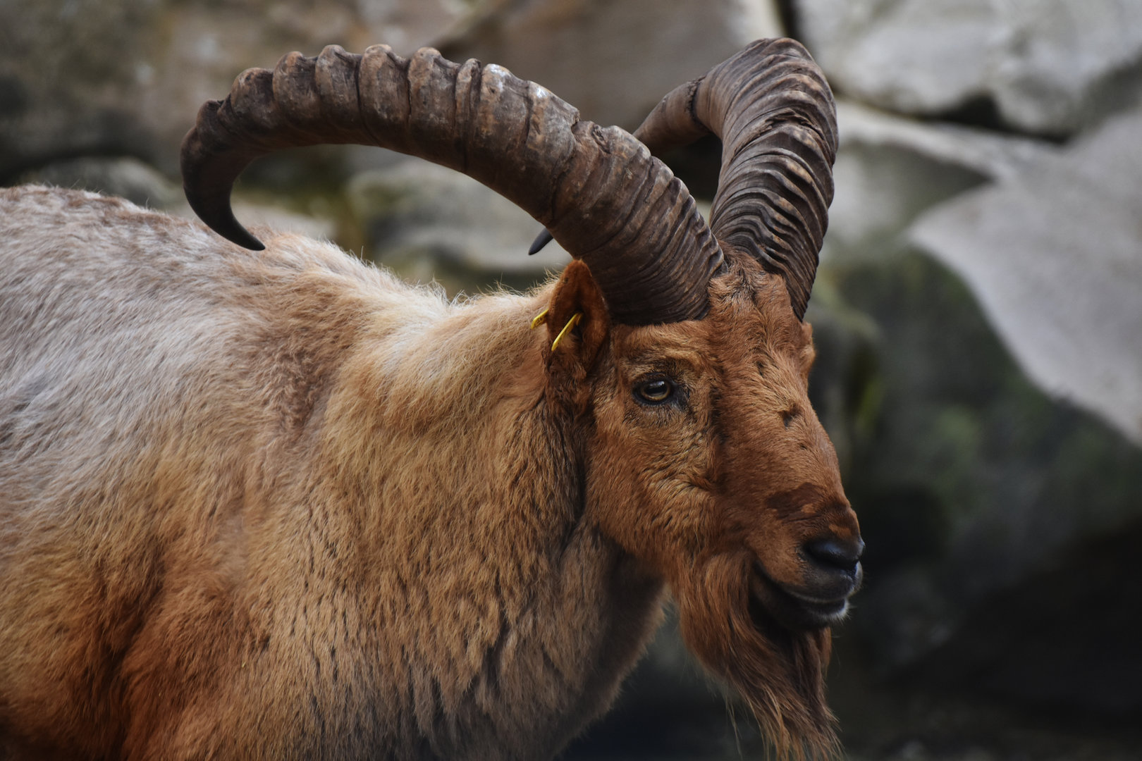 Caucasian tur (Capra caucasica)