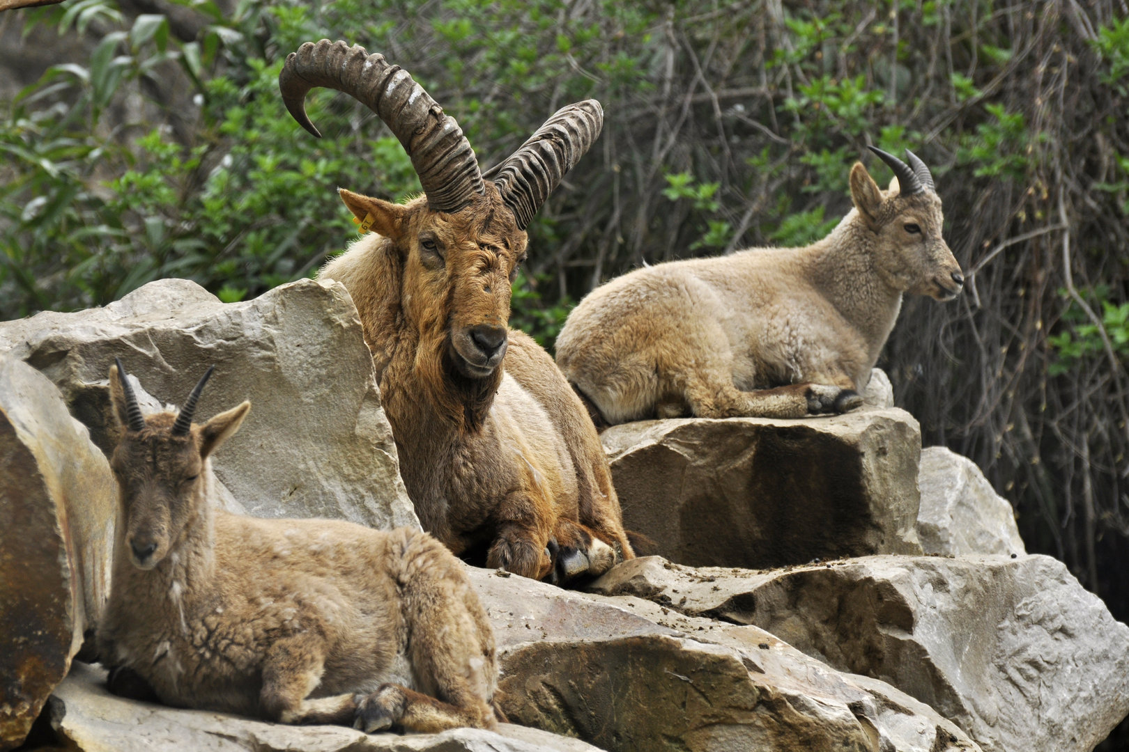 Caucasian tur (Capra caucasica)