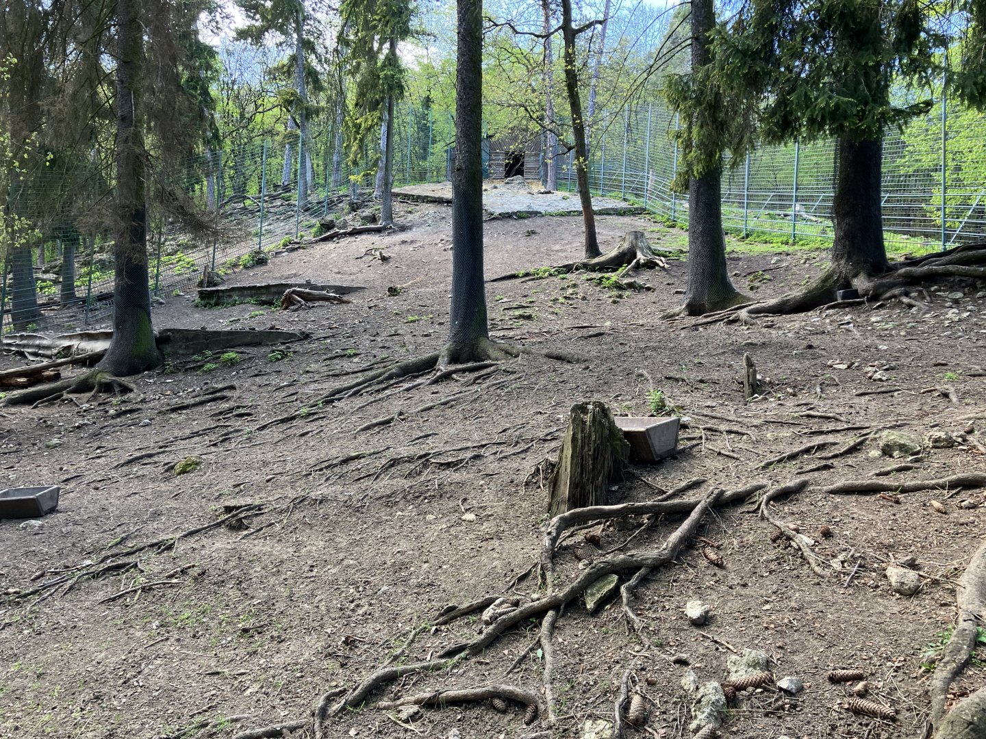 Caucasian tur habitat-09/2023