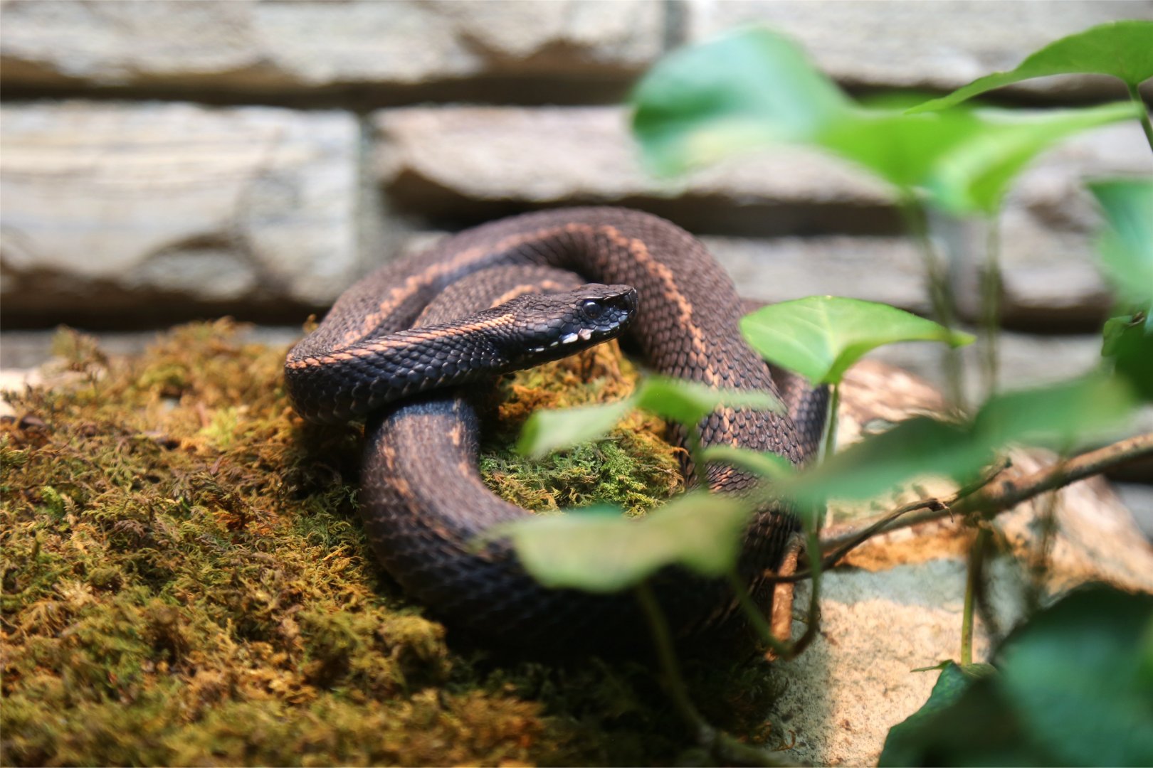 Caucasian Viper (Vipera kaznakovi)