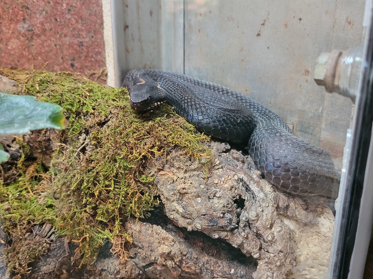 Caucasian Viper(Vipera kaznakovi)