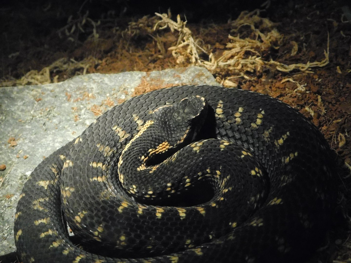Caucasian Viper