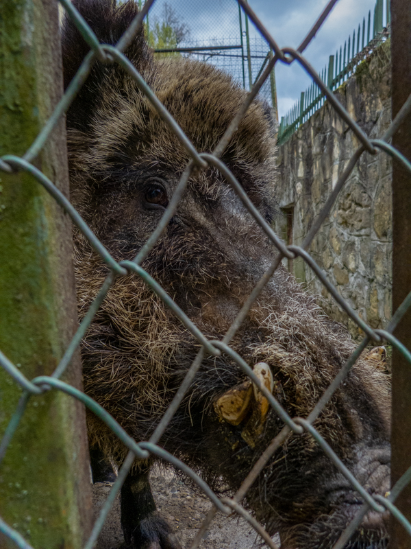 Caucasian wild boar (Sus scrofa attila)