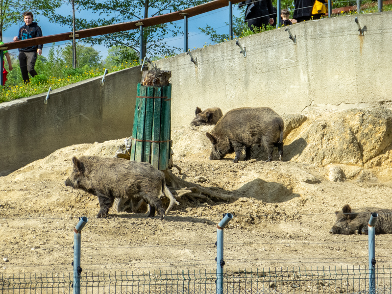 Caucasian wild boar (Sus scrofa)