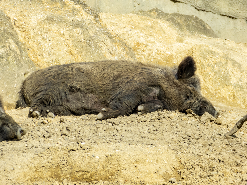 Caucasian wild boar (Sus scrofa)