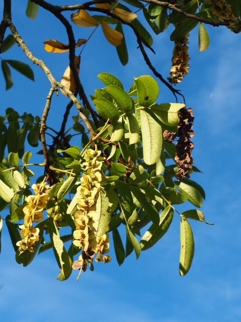 Caucasian wingnut (Pterocarya fraxinifolia)