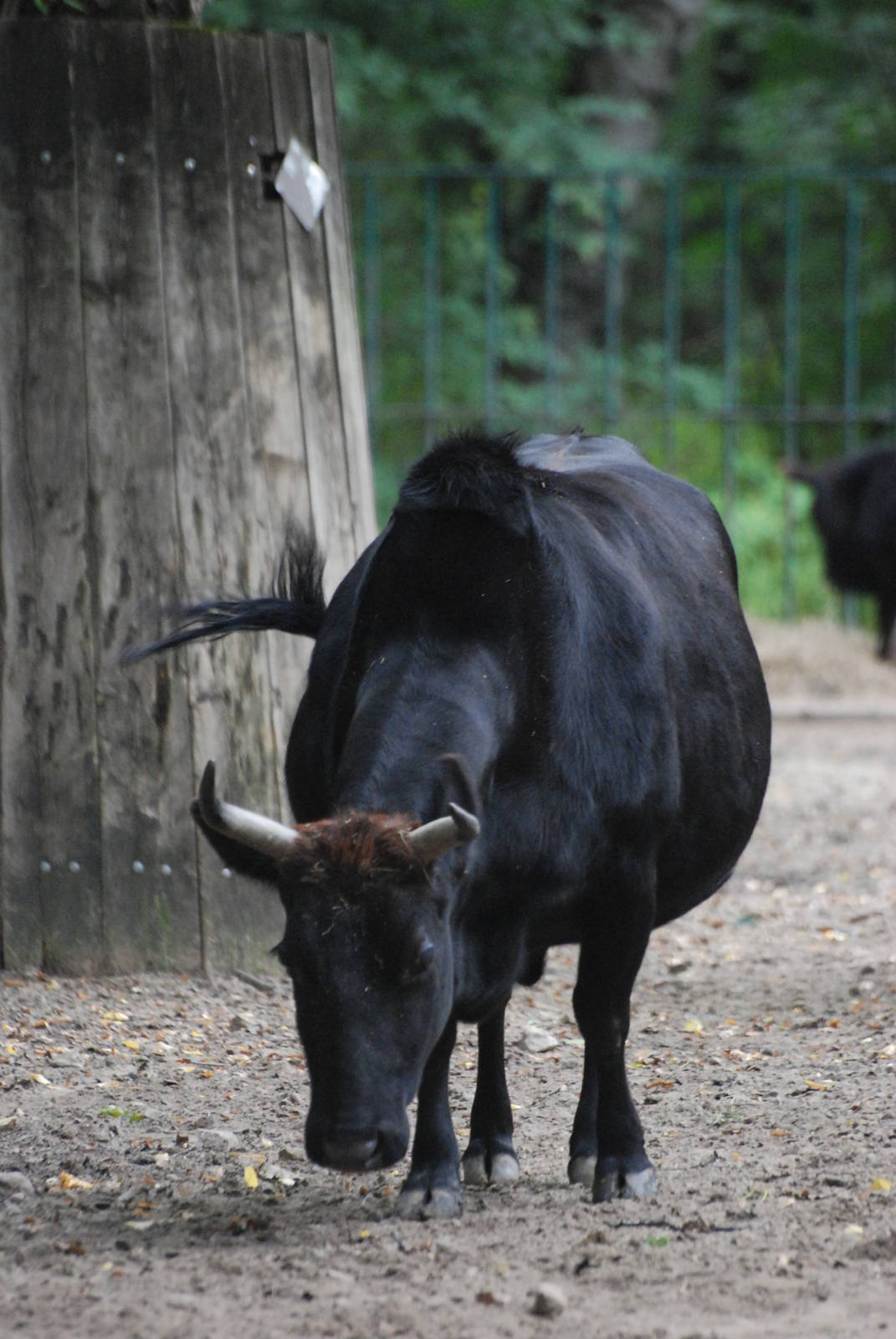Caucasian Zebu at Tierpark Berlin, 30/08/11