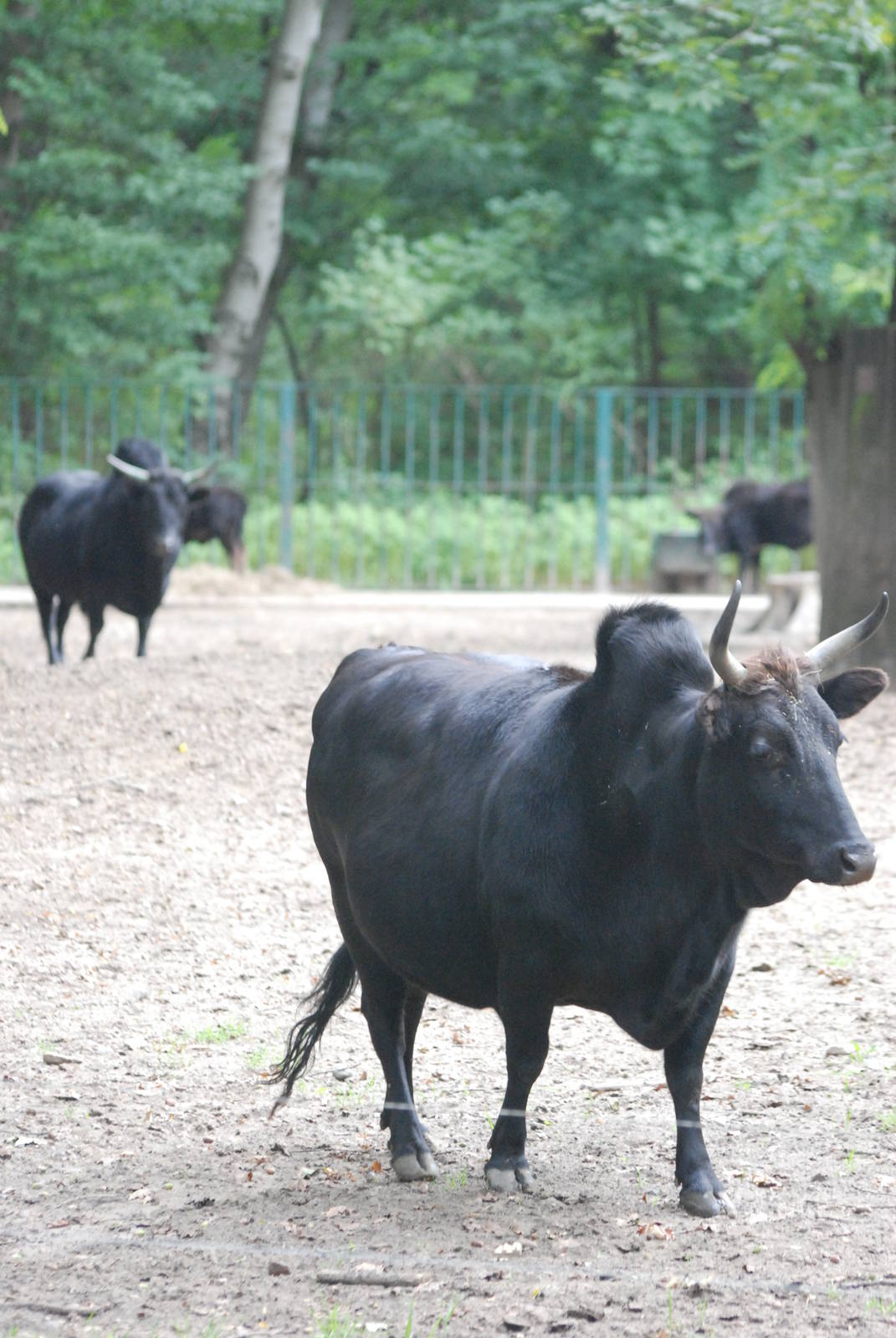 Caucasian Zebu at Tierpark Berlin, 30/08/11