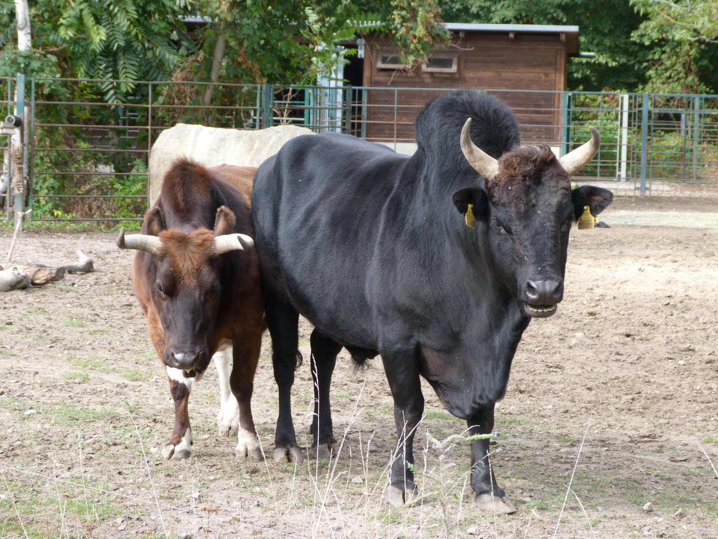 Caucasian zebu -Tierpark Berlin (2024)