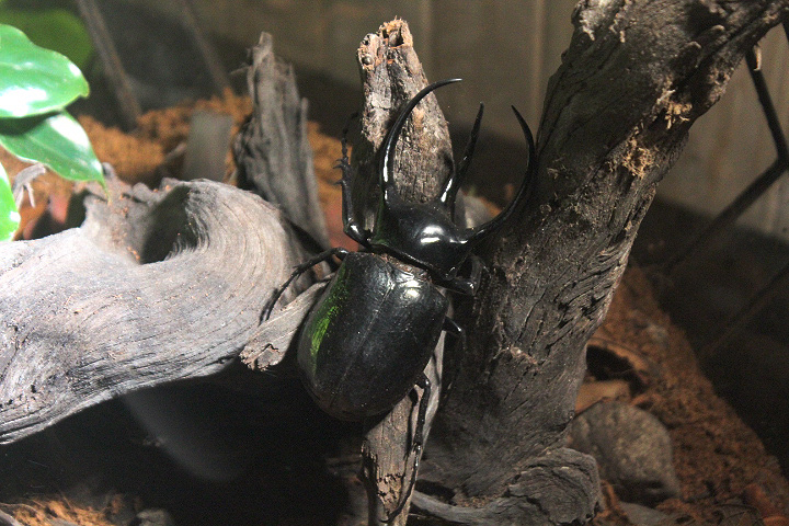 Caucasus beetle (Chalcosoma chiron chiron)