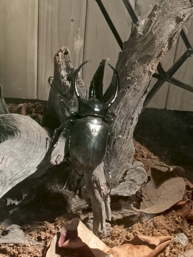 Caucasus Beetle (Chalcosoma chiron)