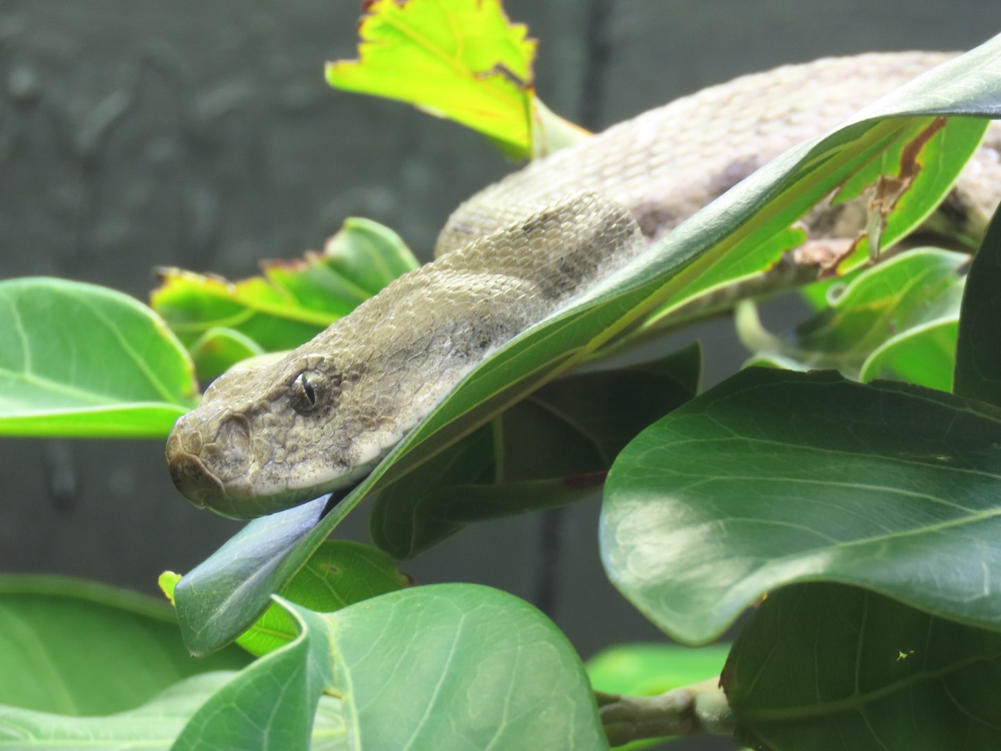 Caucasus Blunt-nosed Viper (Macrovipera lebetinus obtusa)