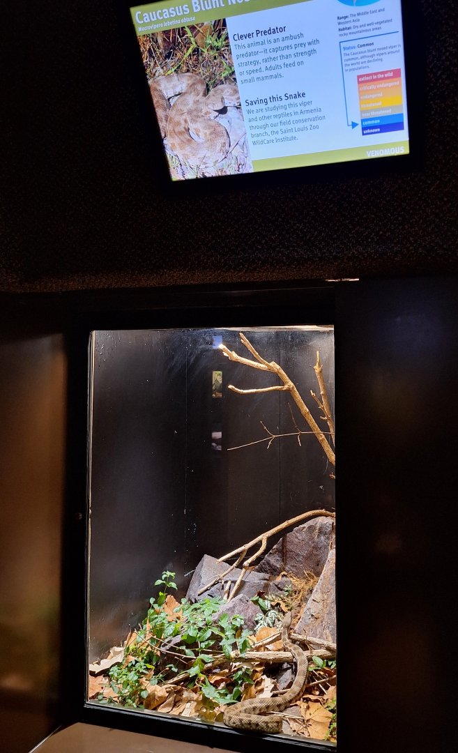 Caucasus Blunt Nosed Viper terrarium