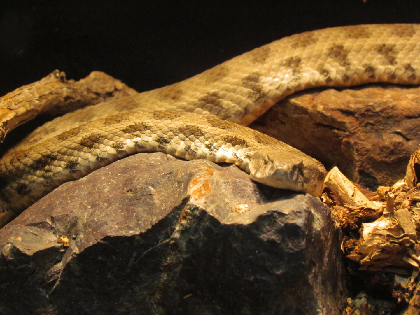 Caucasus Blunt-nosed Viper