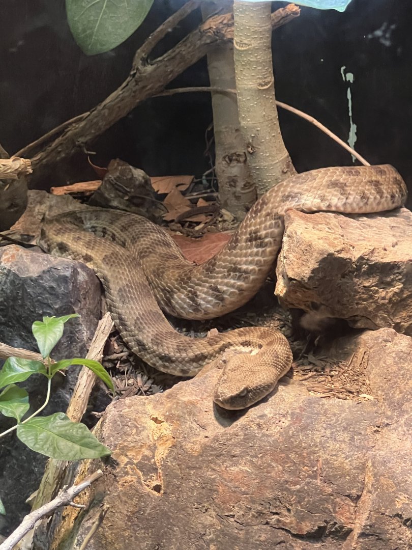 Caucasus Blunt-Nosed Viper