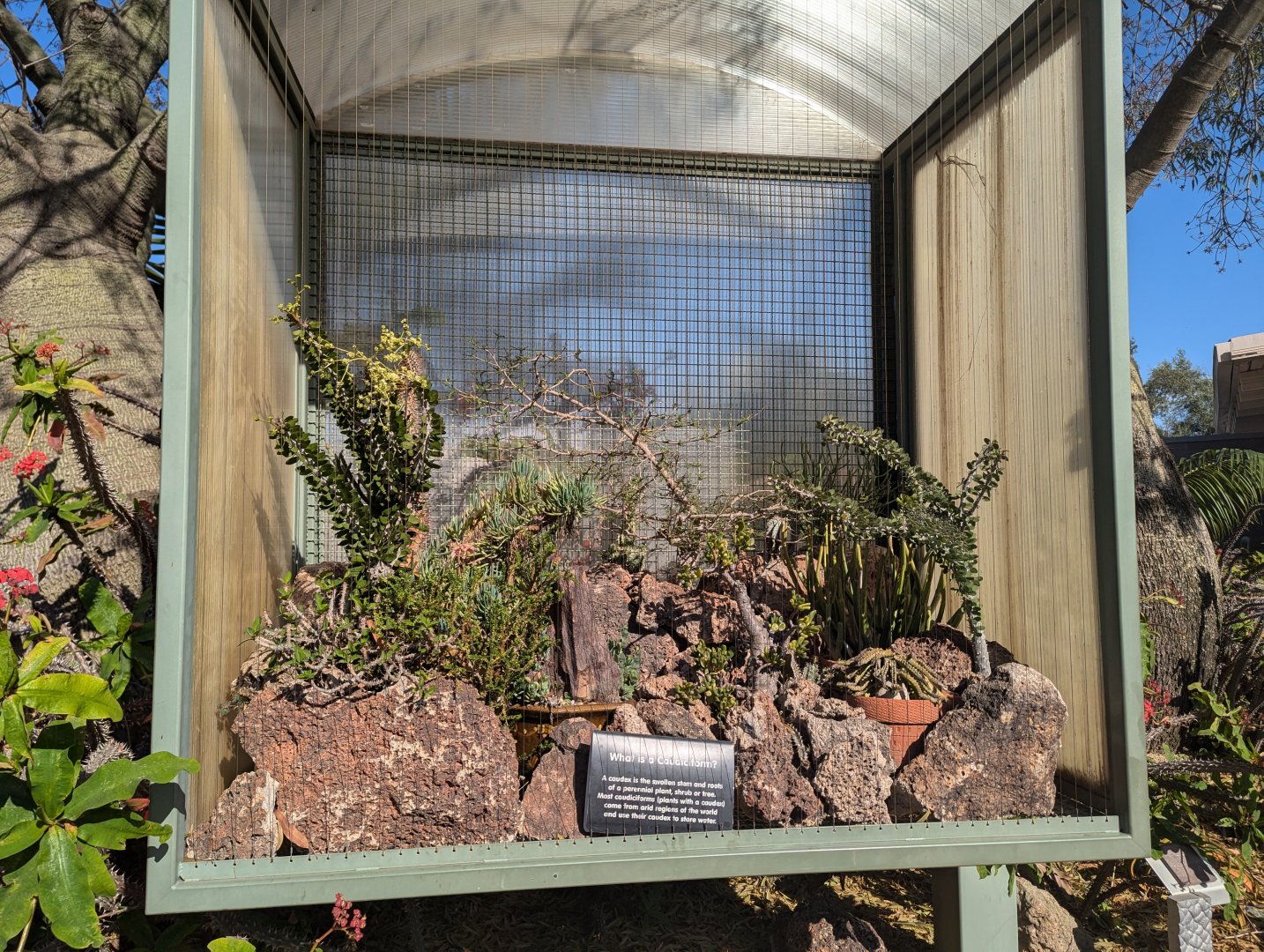 Caudiciform Plants Exhibit