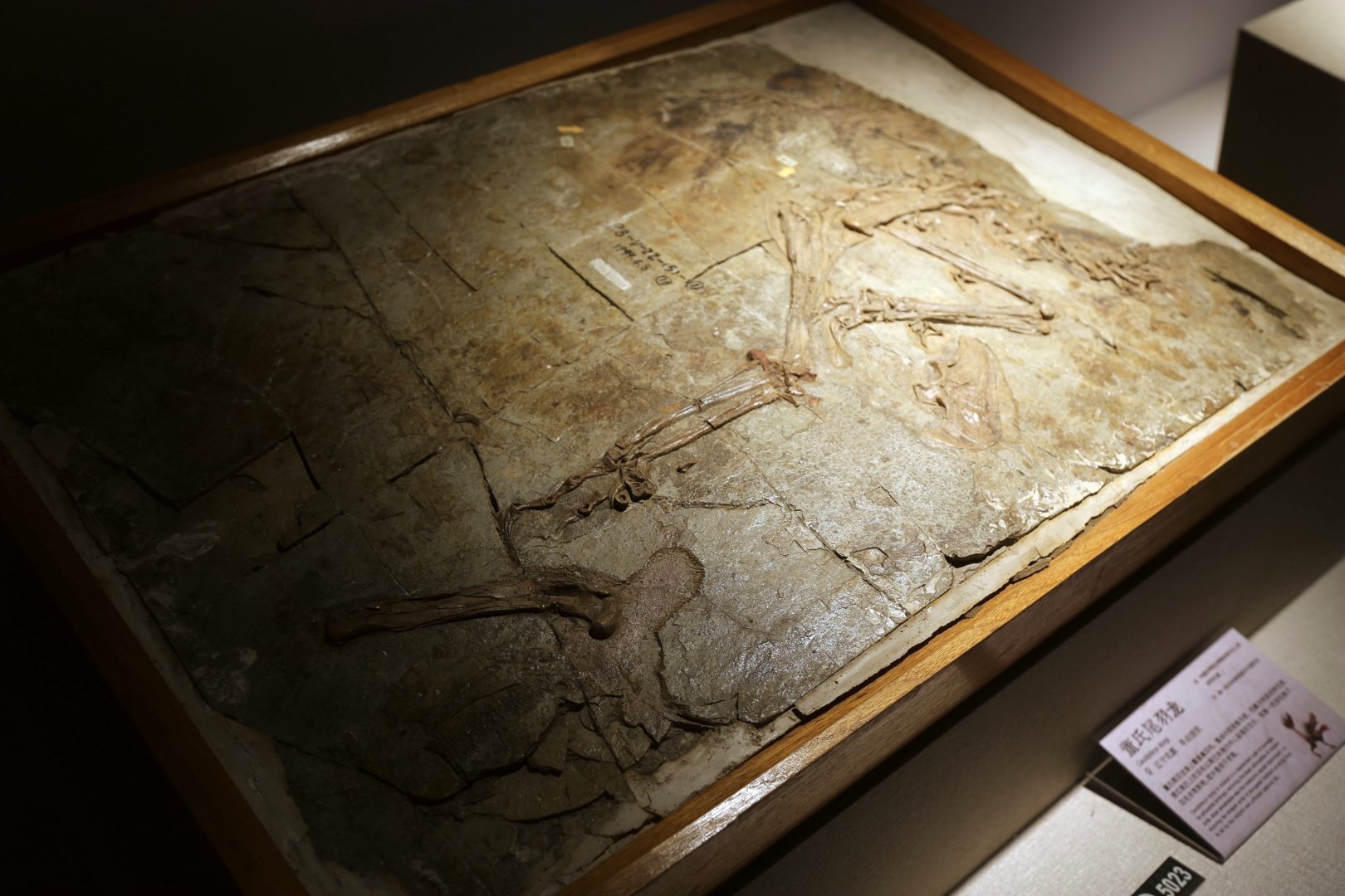 Caudipteryx dongi, Holotype (IVPP V12344)