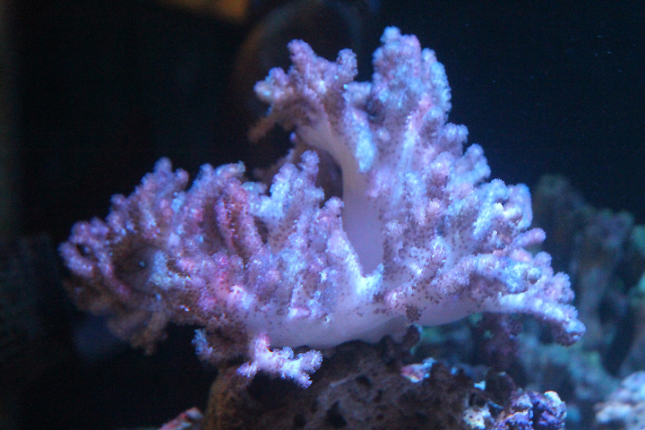 Cauliflower colt coral (Klyxum cf. simplex)