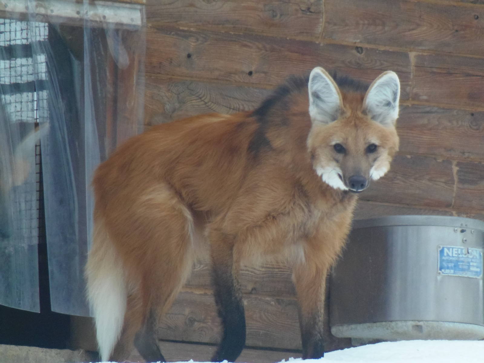 Cautious Maned Wolf