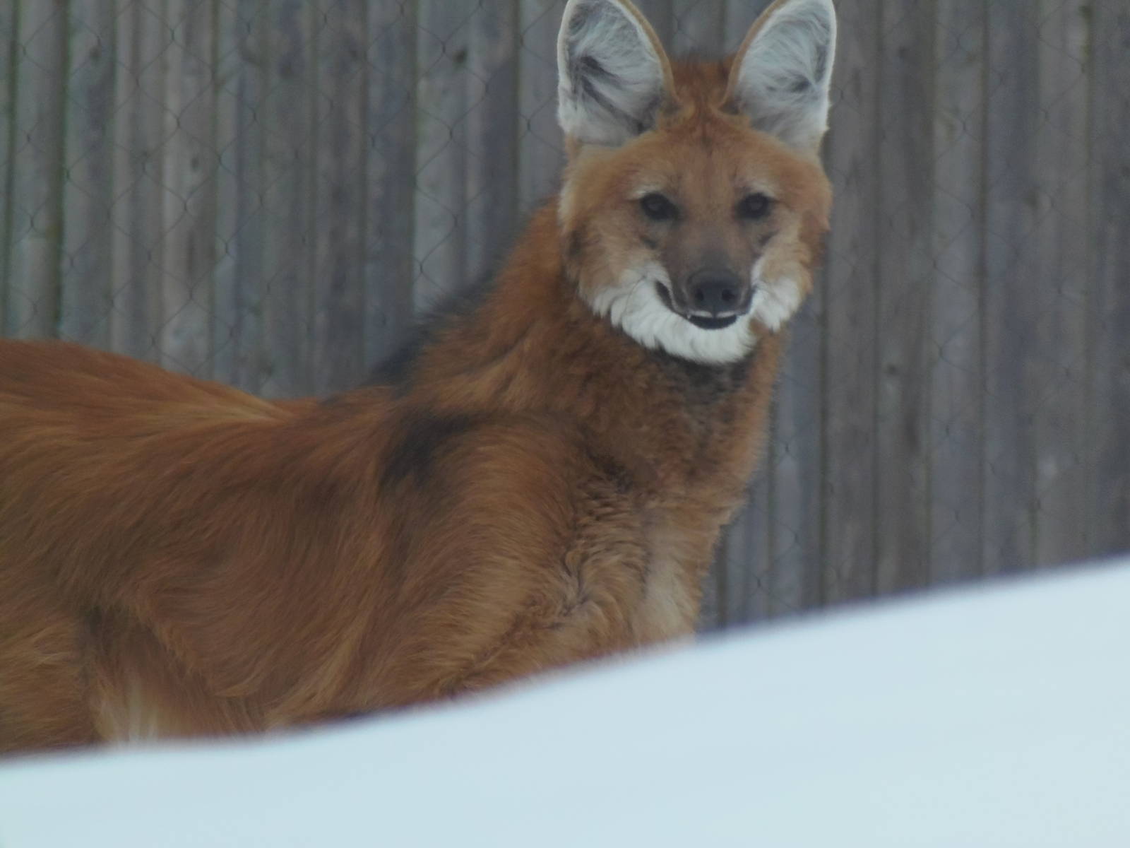 Cautious Maned Wolf