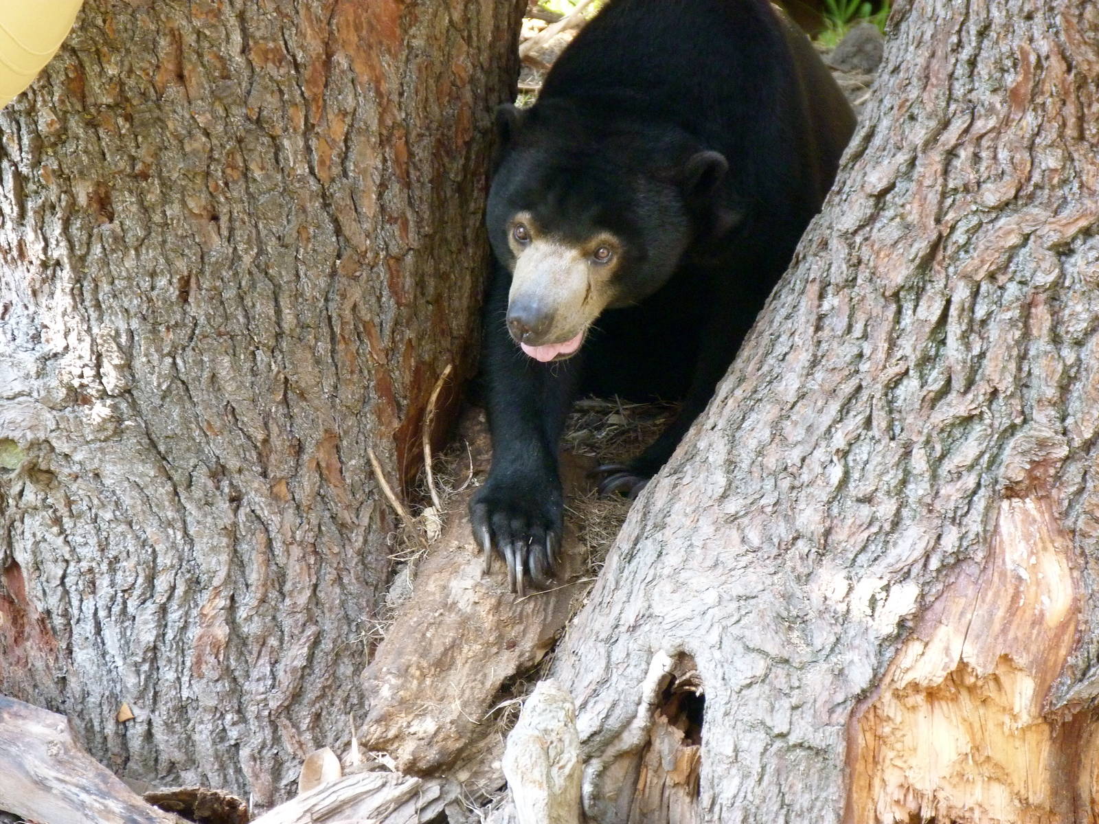 Cautious Sun Bear - Trail of the Tiger (7-17-12)
