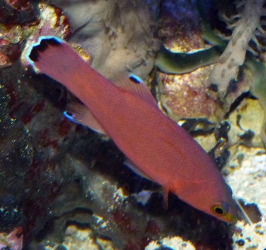Cave basslet (Liopropoma mowbrayi), ID by Great Argus