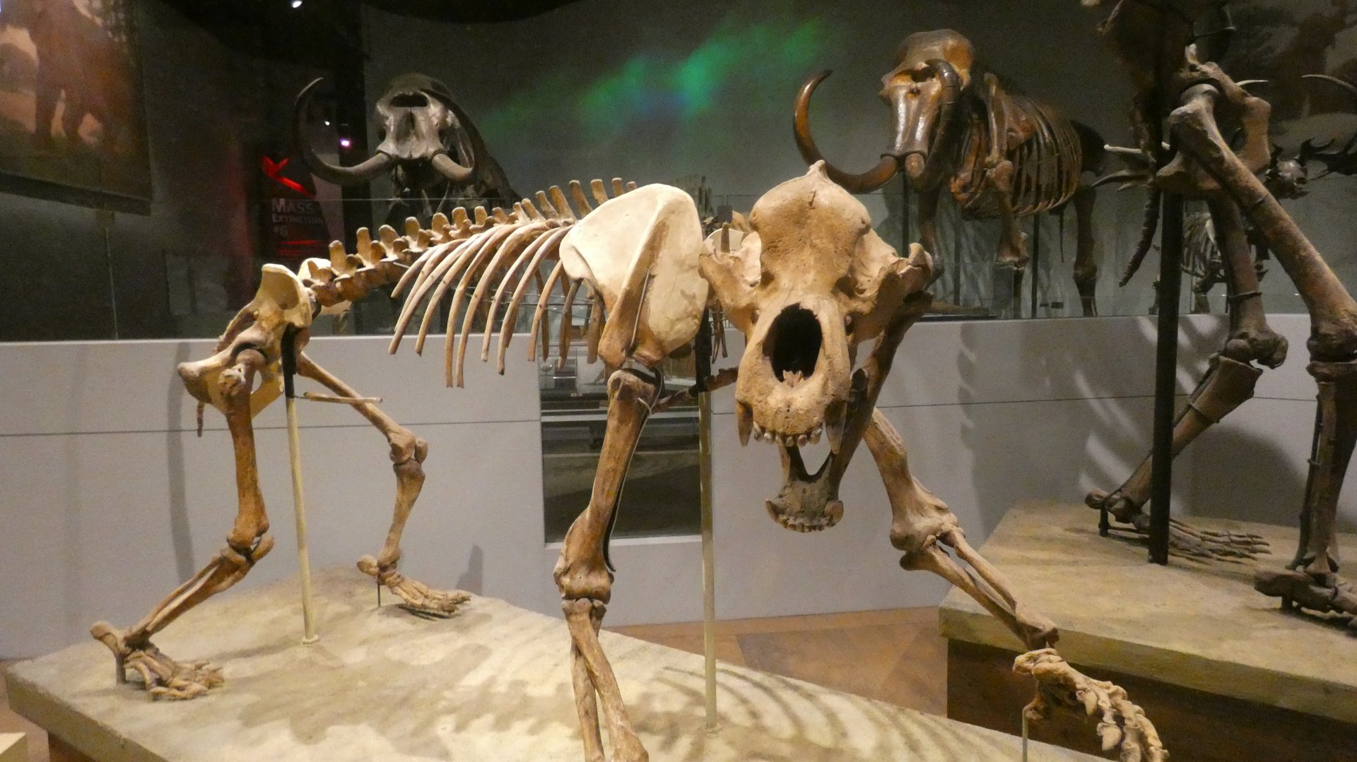 Cave Bear, Mammals of the Ice Age, Evolving Planet - Feb. 2022