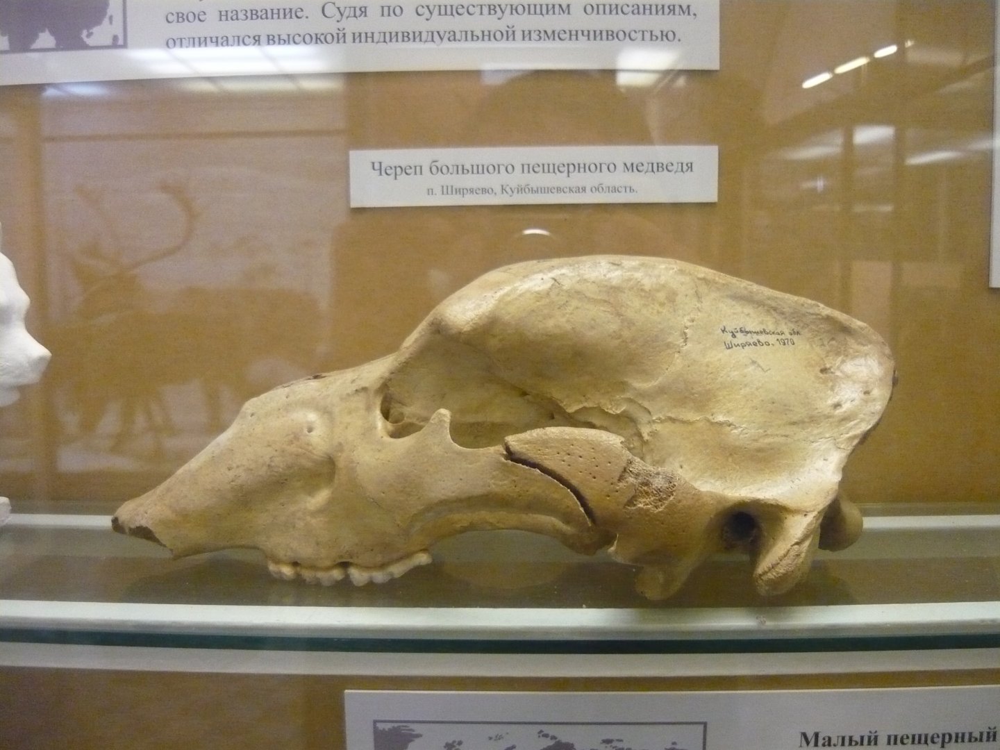 Cave bear skull