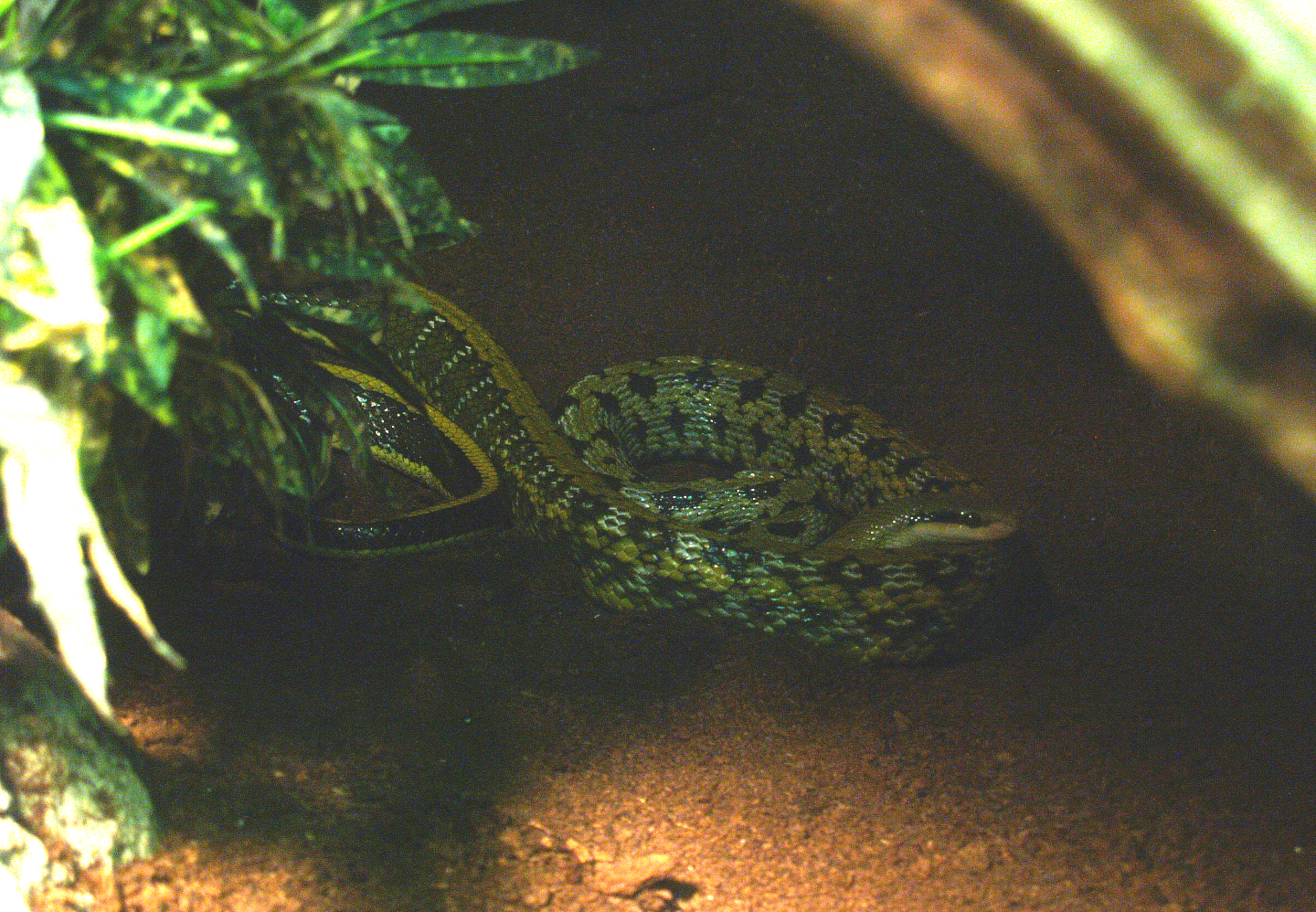 Cave beauty rat snake (Elaphe taeniura ridleyi), 2014-02-16