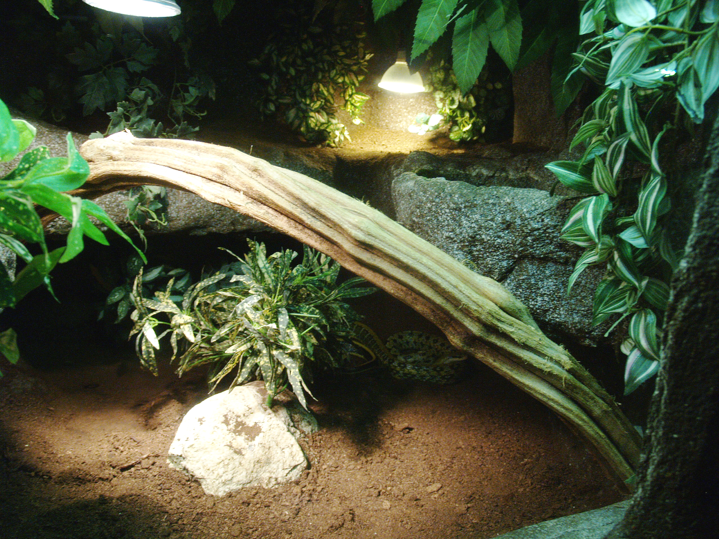 Cave beauty rat snake terrarium, 2014-02-16