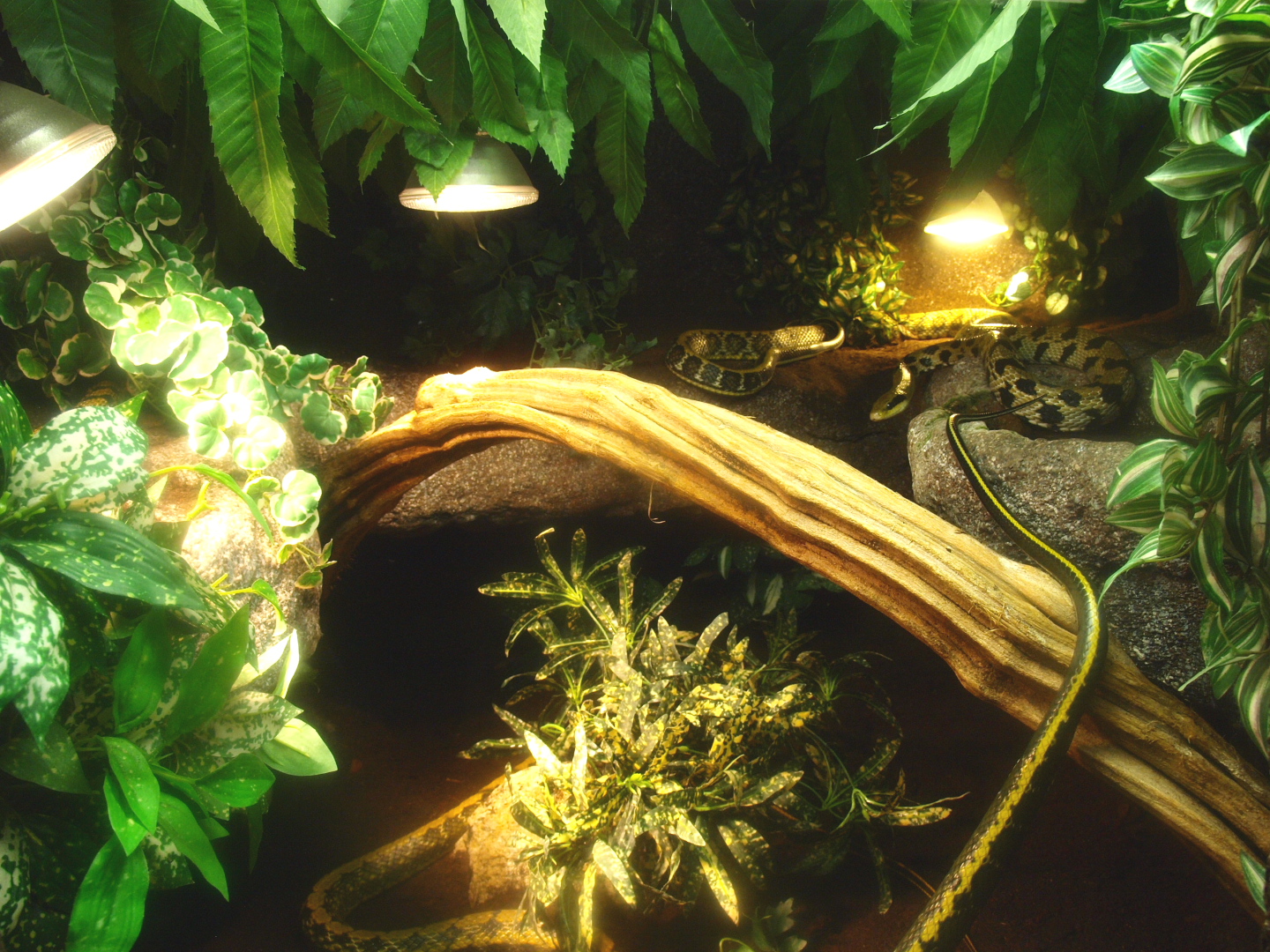 Cave beauty rat snake terrarium, 2017-02-06