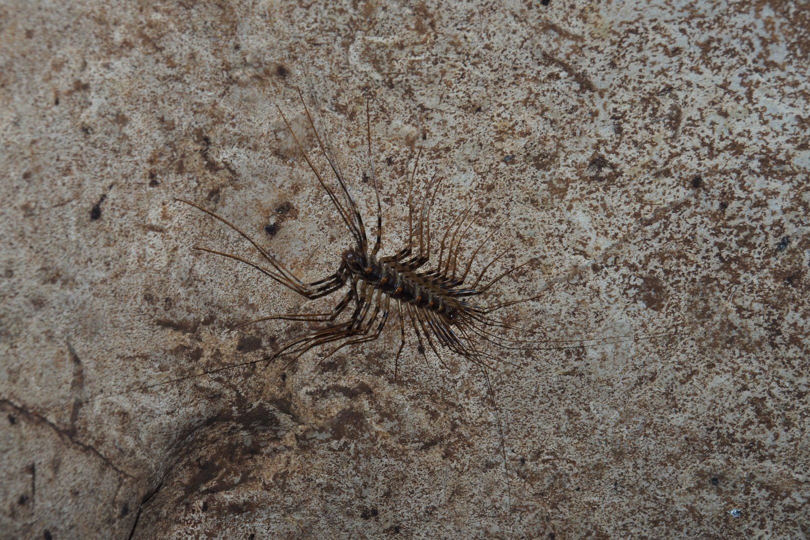 Cave Centipede - Gomantong Cave, Sabah, Borneo