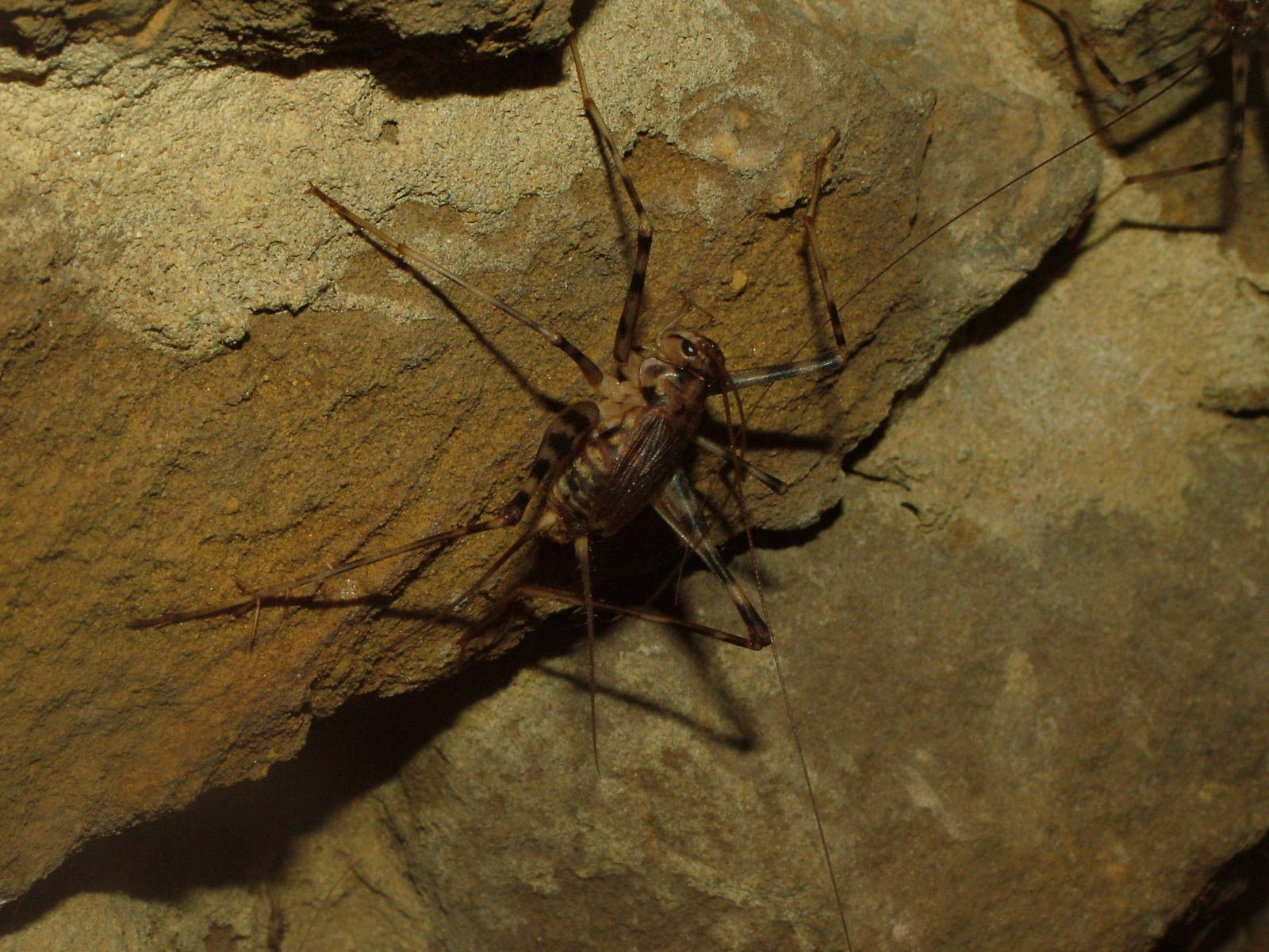 Cave Cricket at Whipsnade 08/05/11