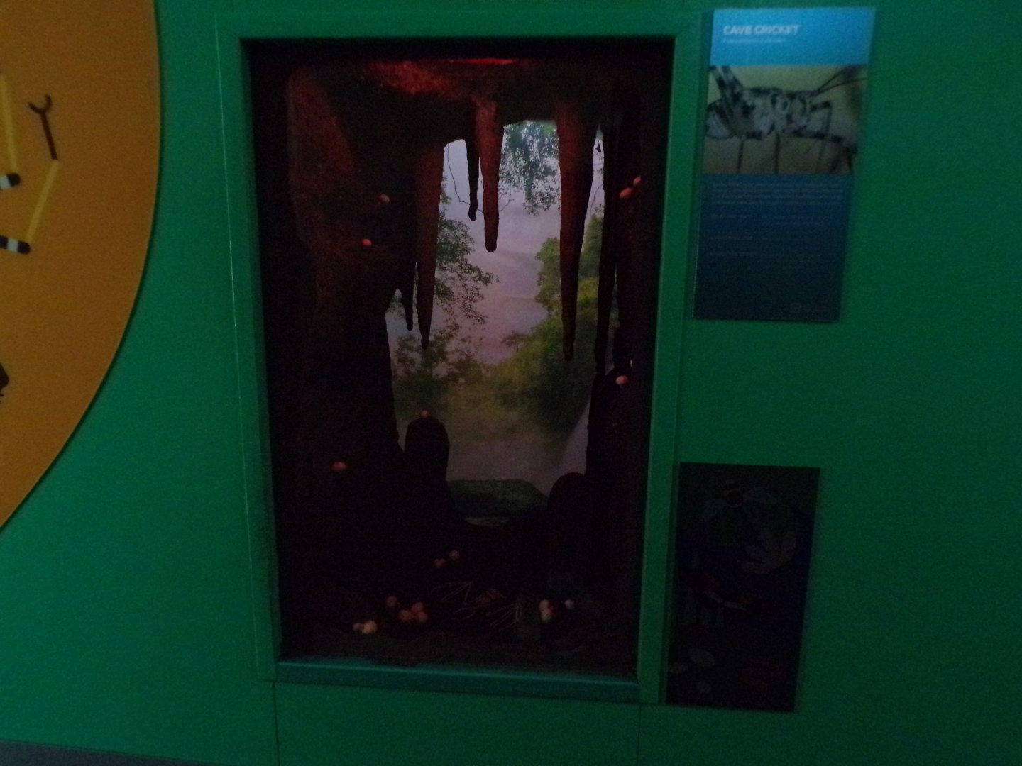 Cave cricket exhibit 11.2.25