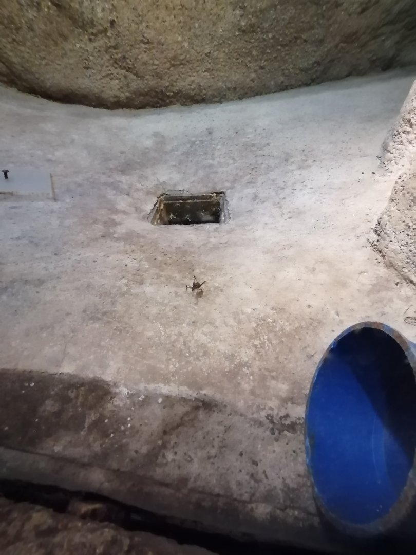 Cave cricket in former rock squirrel exhibit