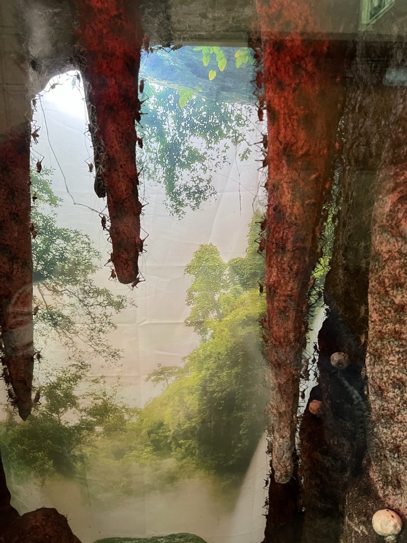 Cave Cricket (Phaeophilacris bredoides) Enclosure