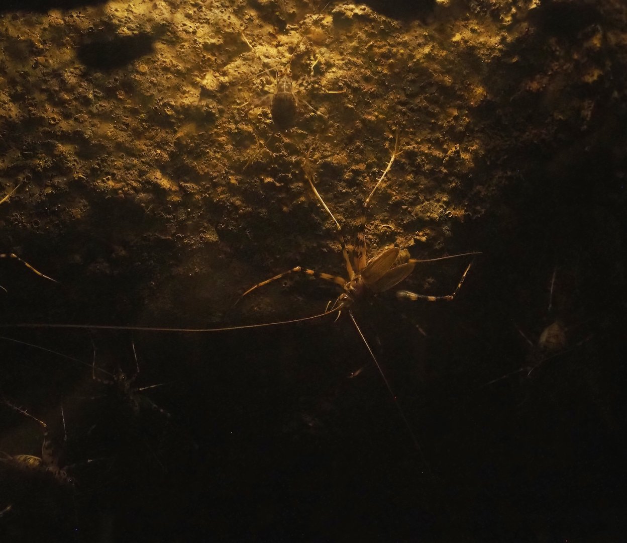 Cave cricket Pholeogryllus geertsi, 2023-10-07