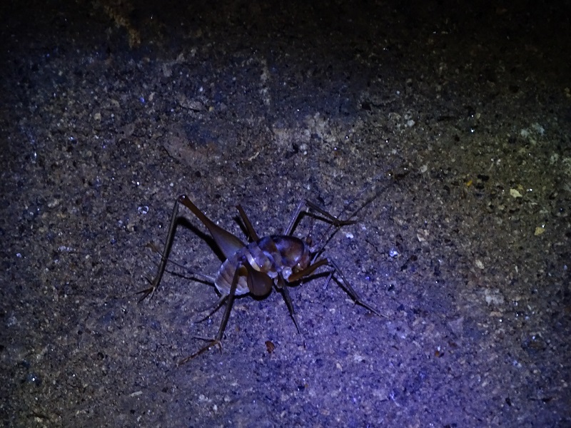 Cave cricket (Rhaphidophoridae)