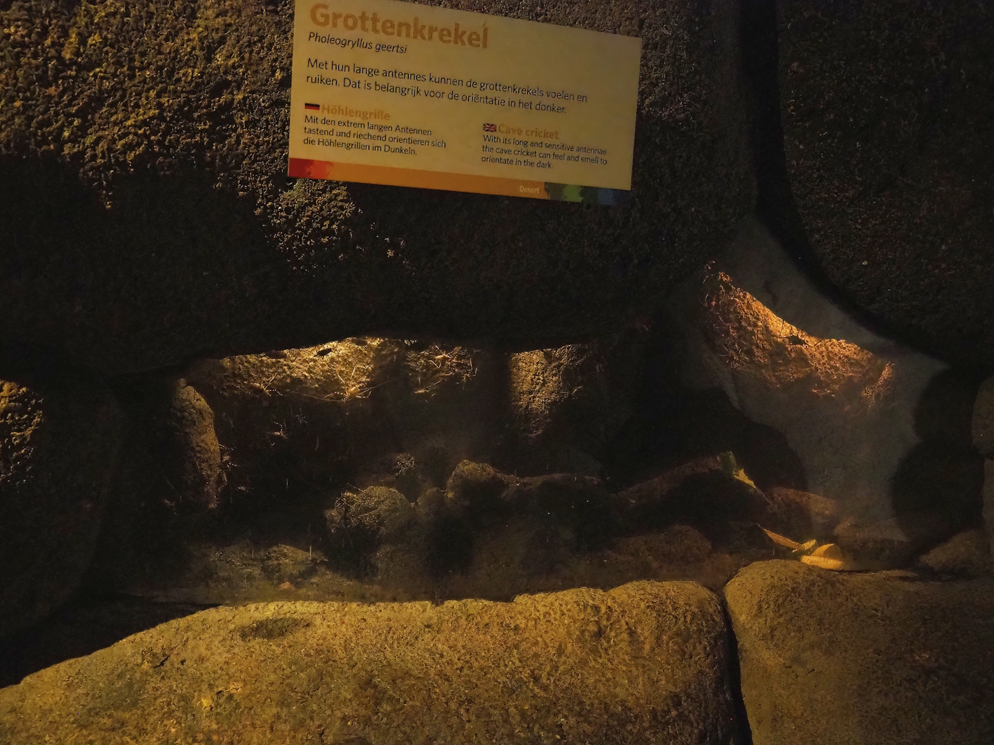 Cave cricket terrarium, 2023-10-07