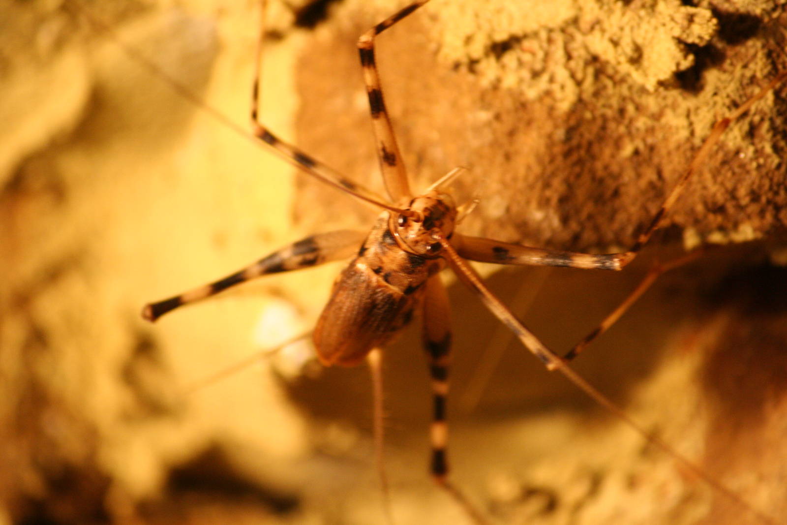 Cave cricket