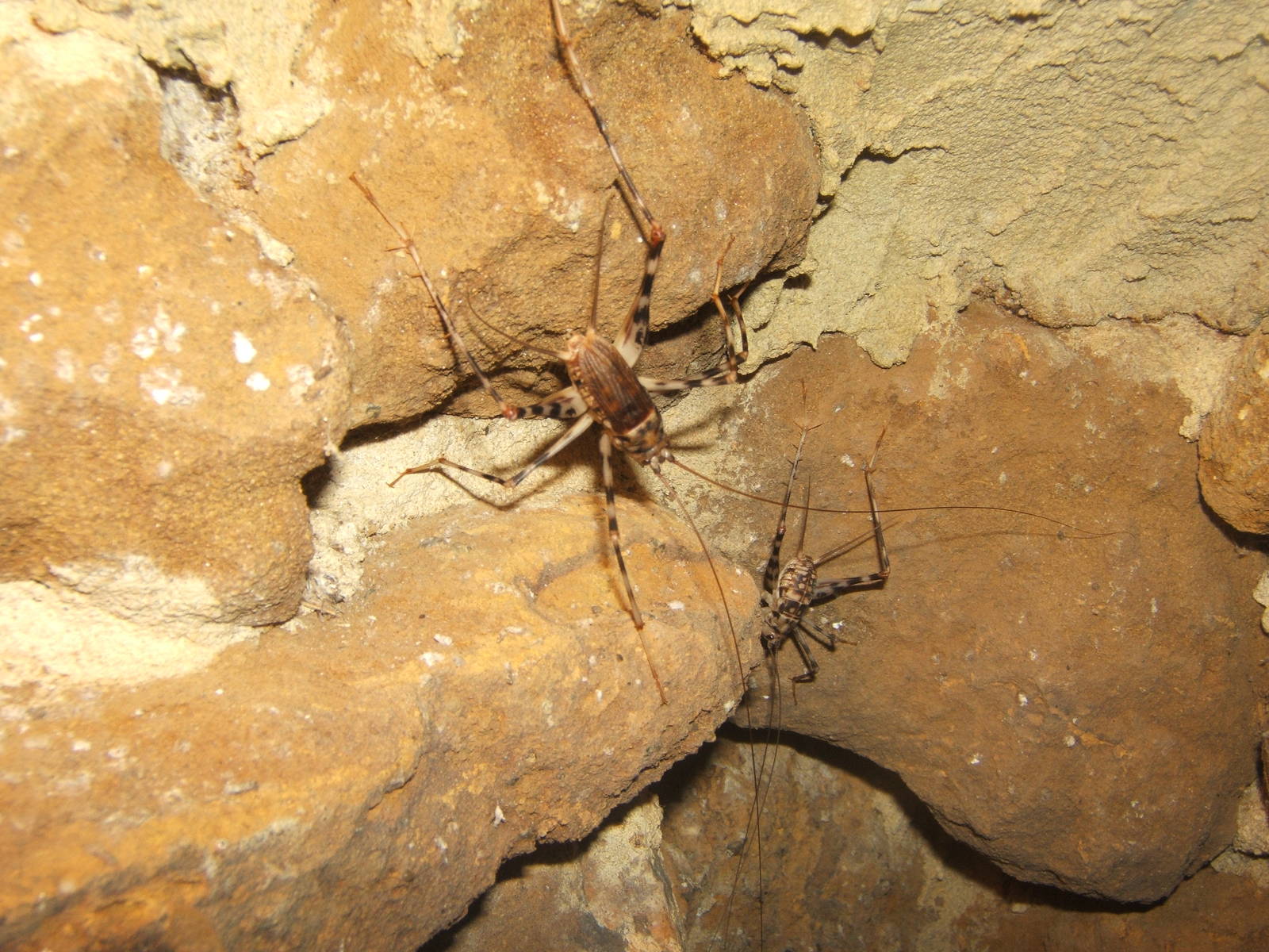 Cave Cricket