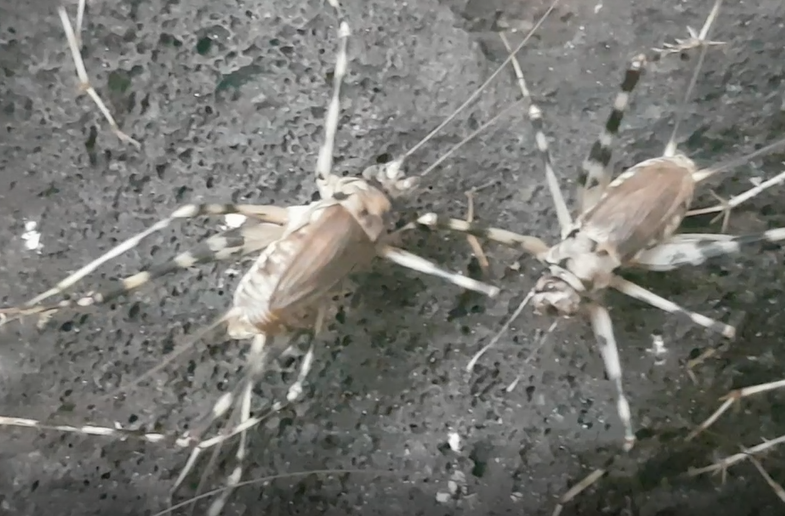 Cave crickets - Phaeophilacris bredoides