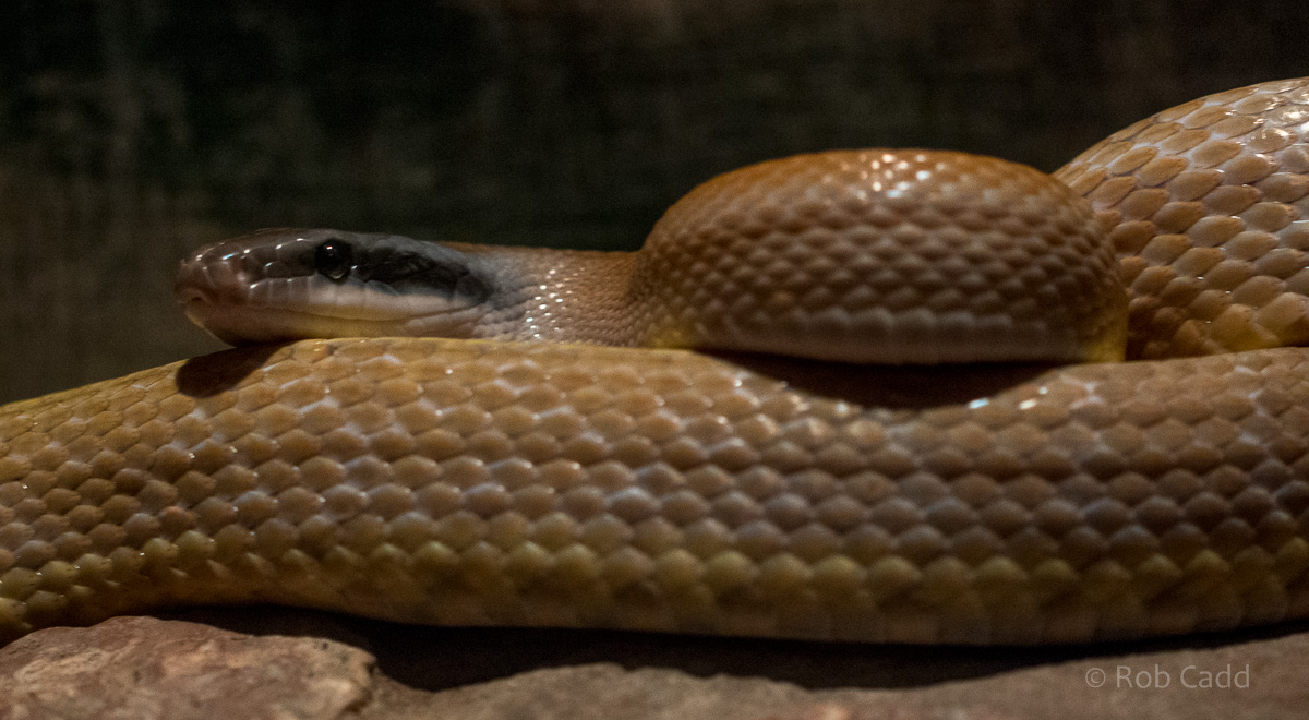Cave-dwelling rat snake : Cotswold WP : 13 Dec 2015