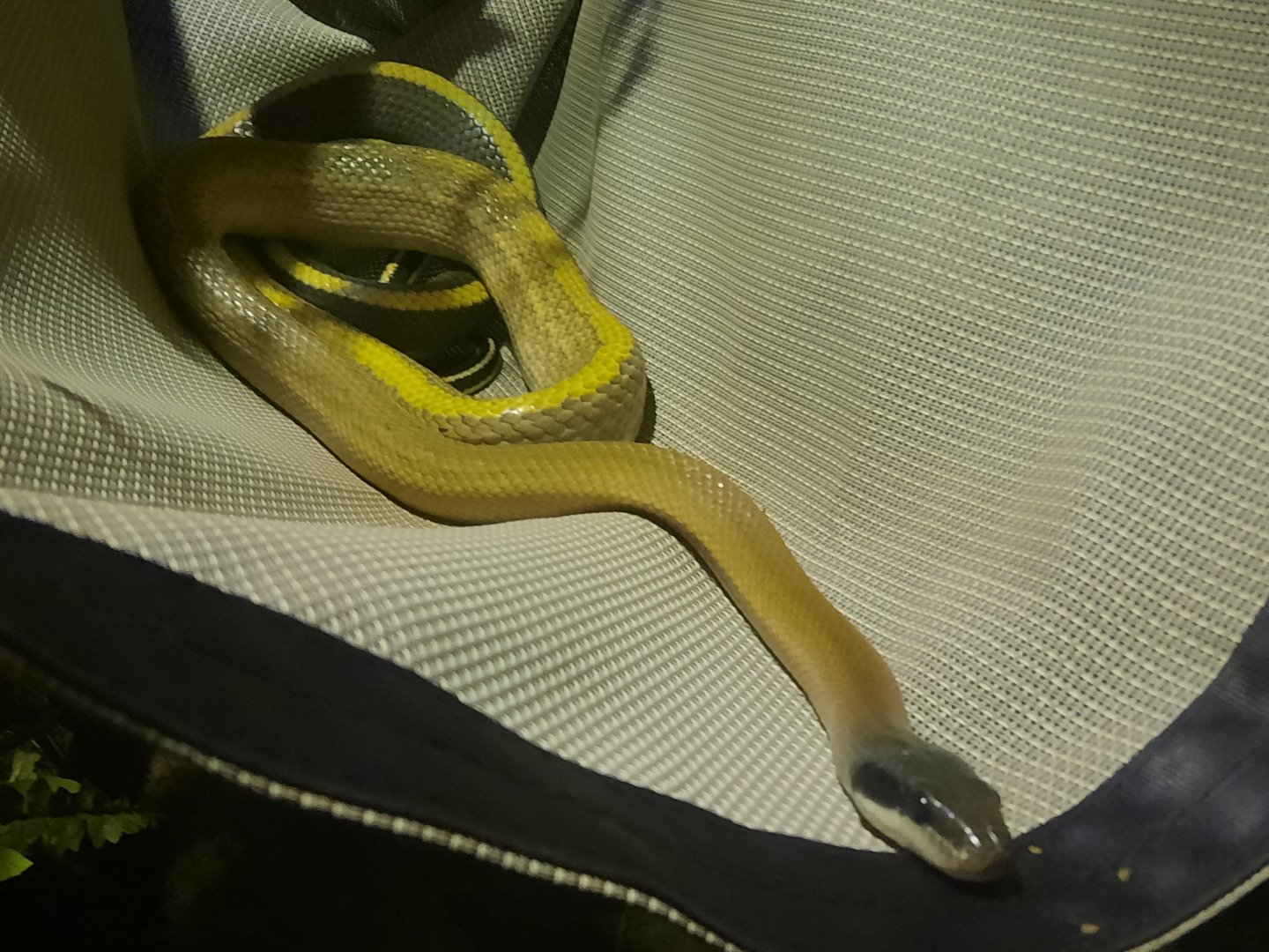 Cave Dwelling Rat Snake