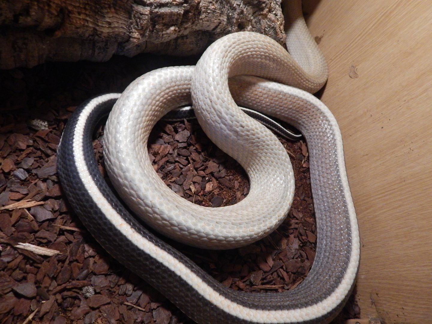 Cave-dwelling Ratsnake